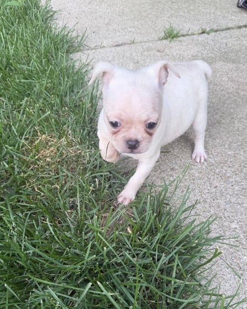 VINTAGE REDS PUPS - ROSE - Chihuahua / Pug available for adoption