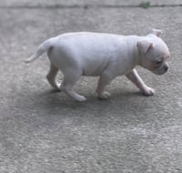 Vintage Reds Pups - Rose - Photo 3