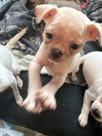 Vintage Reds Pups - Rose - Photo 4