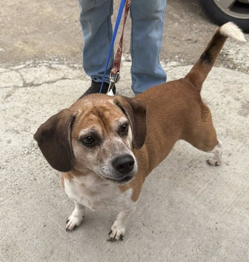 CHOMPER - Beagle available for adoption