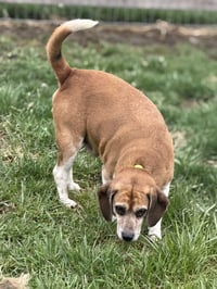 Chomper - Photo 5