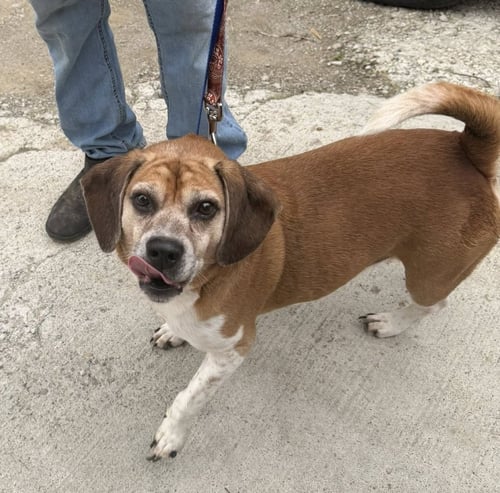 CHOMPER - Beagle available for adoption