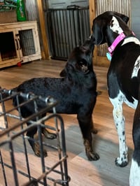 Sapling Pups - Juniper - Photo 3