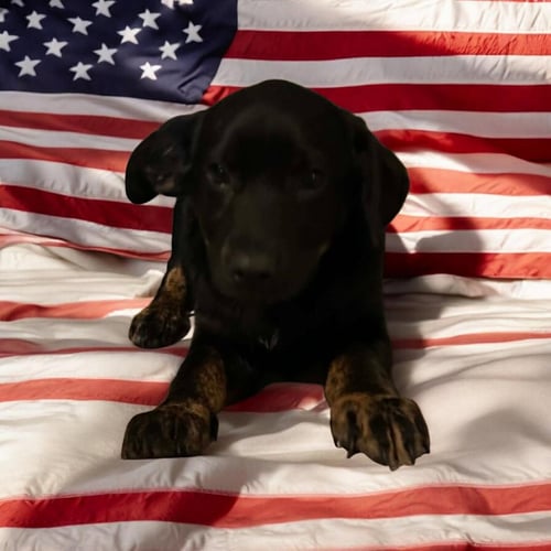 SAPLING PUPS - JUNIPER - Spaniel available for adoption