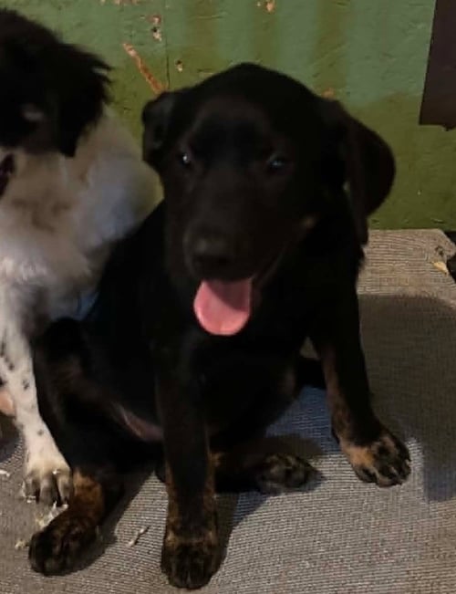 SAPLING PUPS - JUNIPER - Spaniel available for adoption