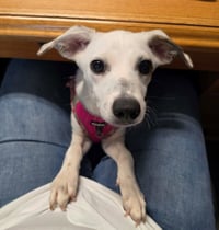 Pearl - Photo 3