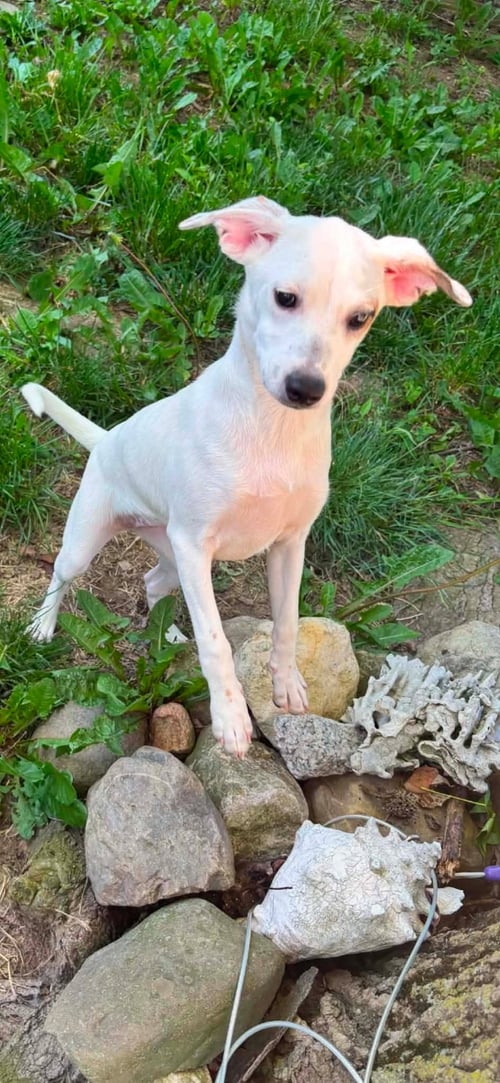 PEARL - Beagle / Basset Hound available for adoption