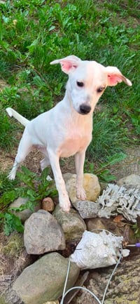 Pearl - Photo 4