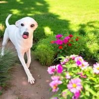 Pearl - Photo 2