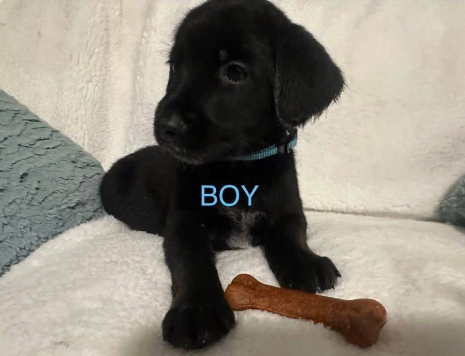 SHEPADOODLE PUPS - BULLET - German Shepherd Dog / Poodle (unknown type) available for adoption