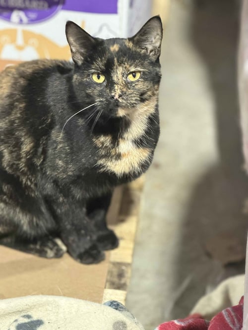 ALISHA (KITTY) - Tortoiseshell available for adoption