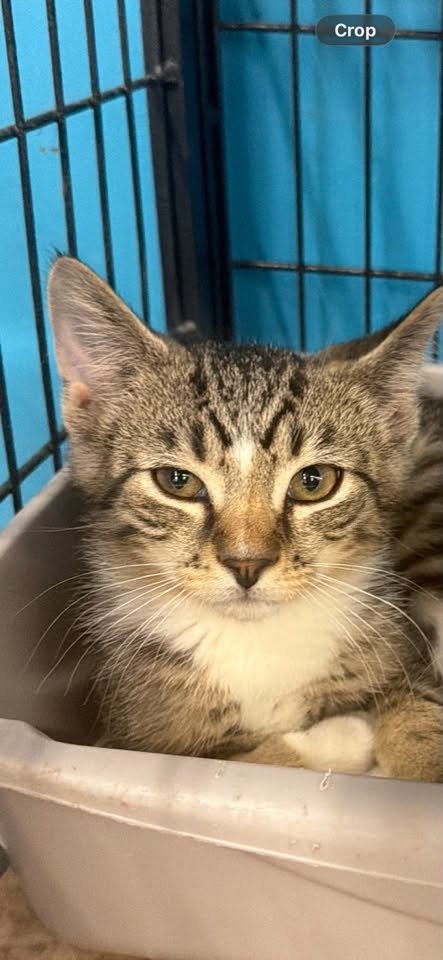 ENCHILADA (KITTY) - Domestic Short Hair available for adoption