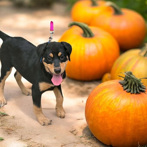 DARLA - Labrador Retriever available for adoption
