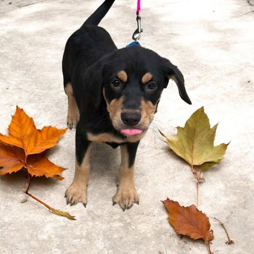 DARLA - Labrador Retriever available for adoption