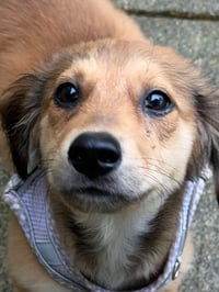 Champ - Photo 2