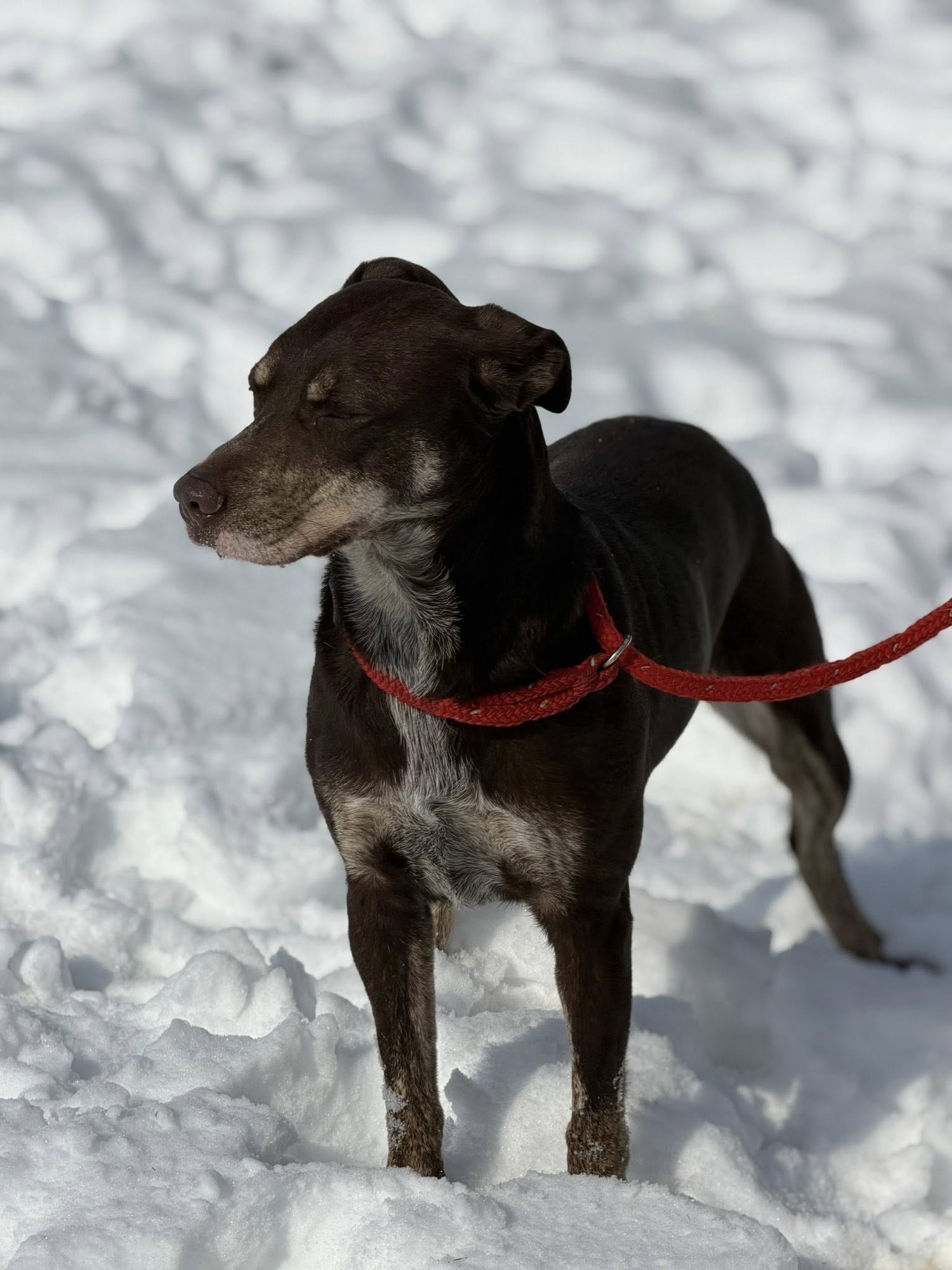 PANCAKE - Red Heeler available for adoption