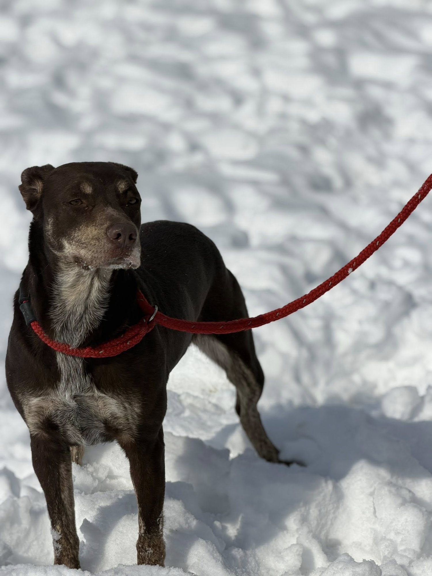 PANCAKE - Red Heeler available for adoption