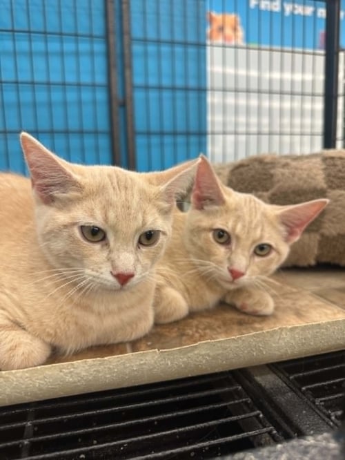 ROO (KITTY) - Domestic Short Hair available for adoption