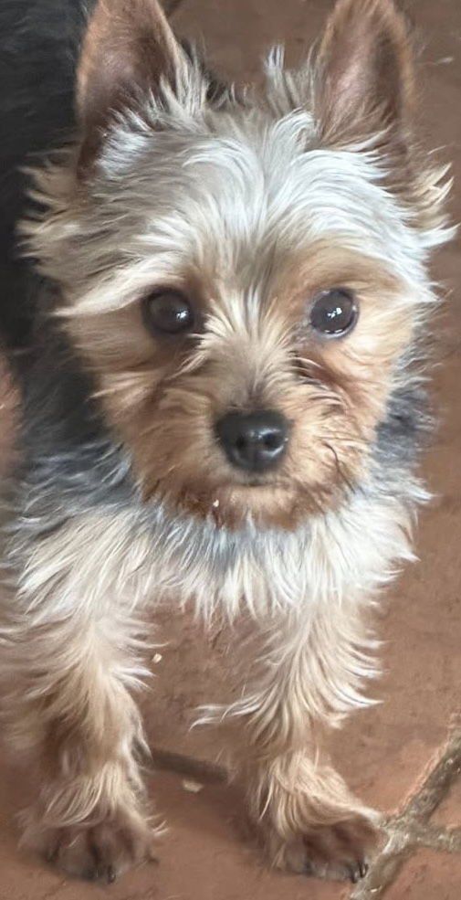 HUNTER - Yorkshire Terrier Yorkie available for adoption