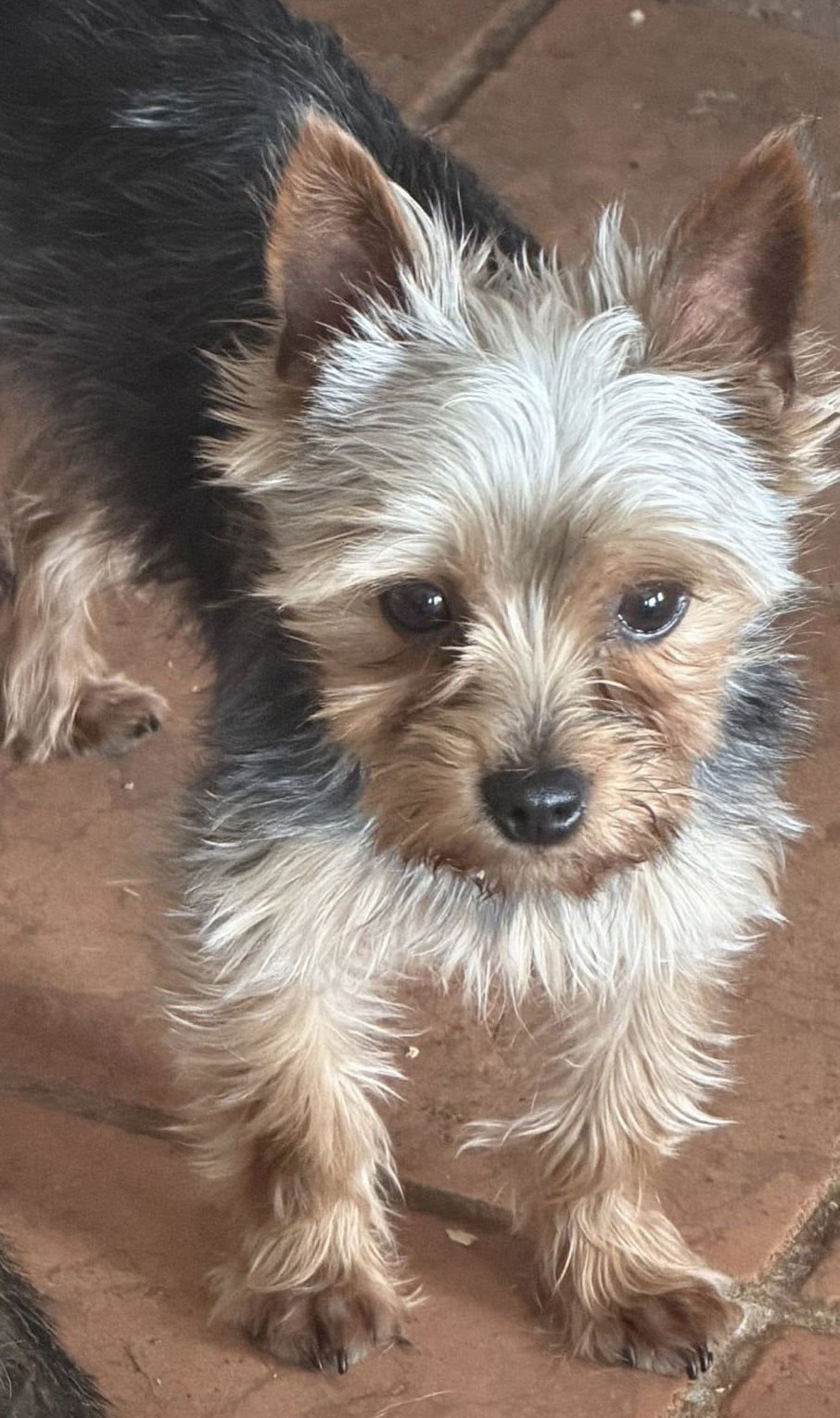 HUNTER - Yorkshire Terrier Yorkie available for adoption