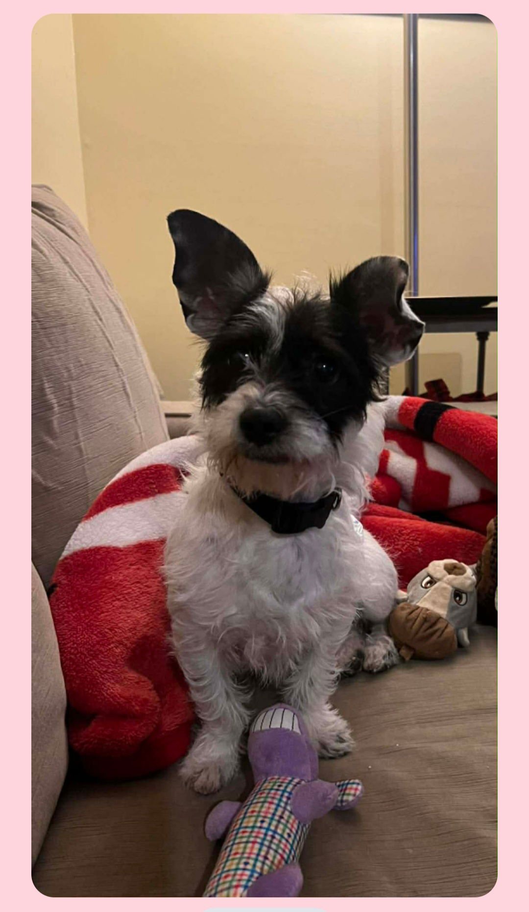 OREO - Dachshund / Terrier available for adoption