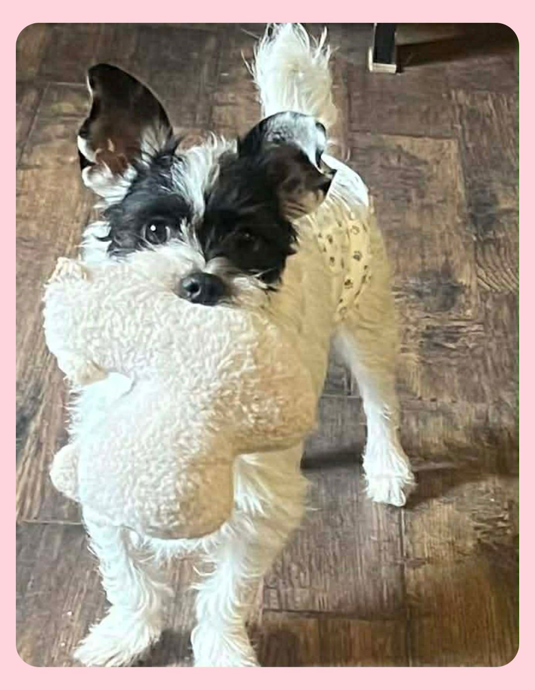 OREO - Dachshund / Terrier available for adoption