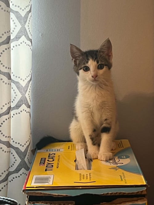 FRANKIE (KITTY)