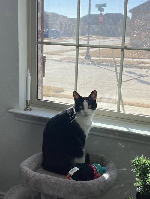 ROGUE - American Shorthair for adoption in Flower Mound