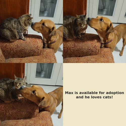 MAX - Retriever available for adoption