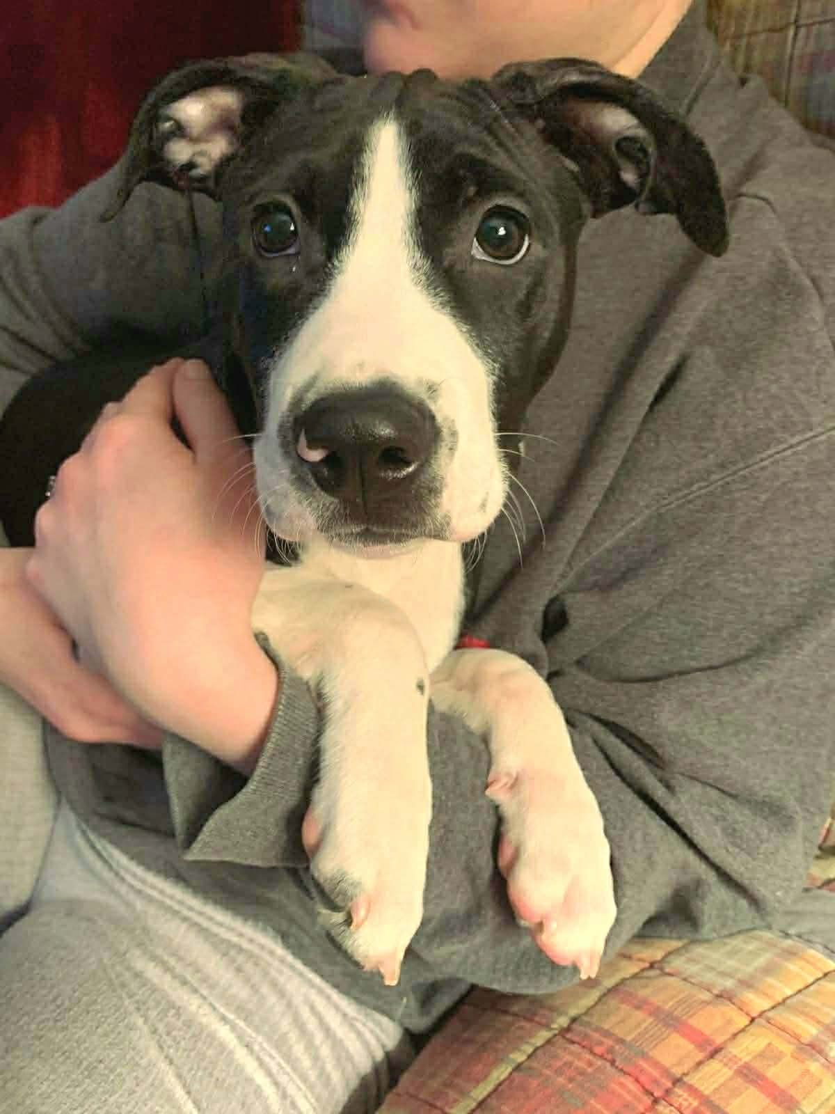 RAISIN - American Pit Bull Terrier available for adoption