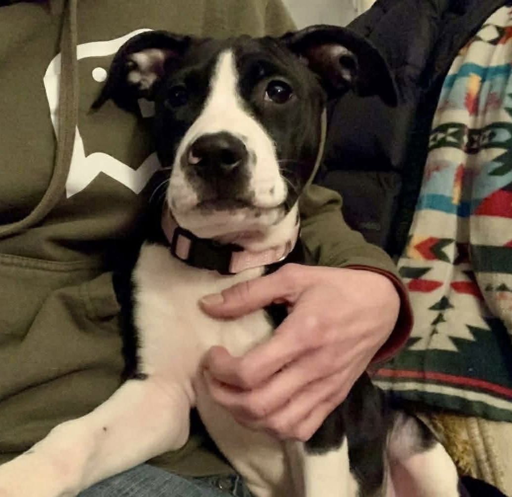 RAISIN - American Pit Bull Terrier available for adoption