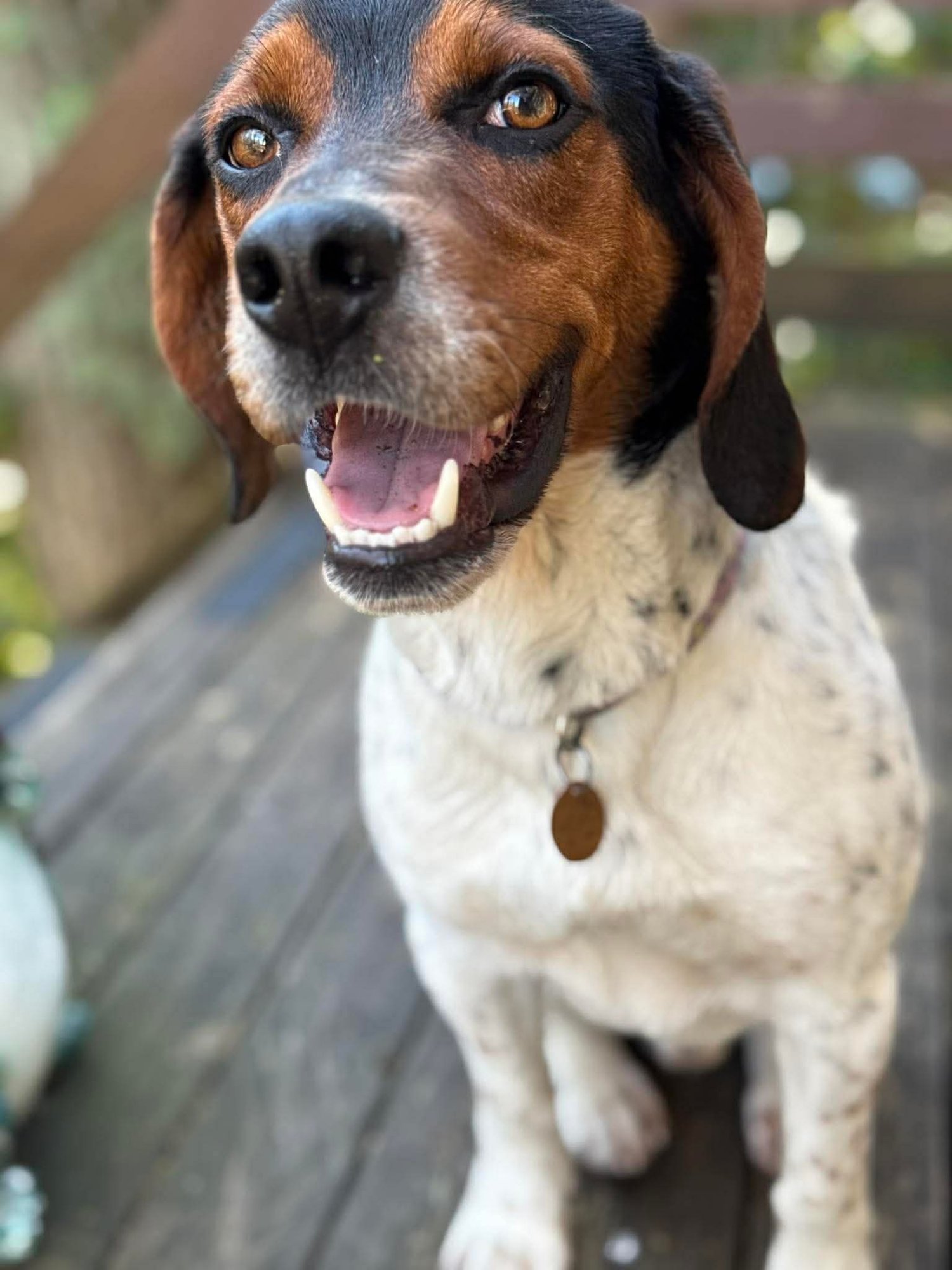 BAPTISTE - Beagle available for adoption