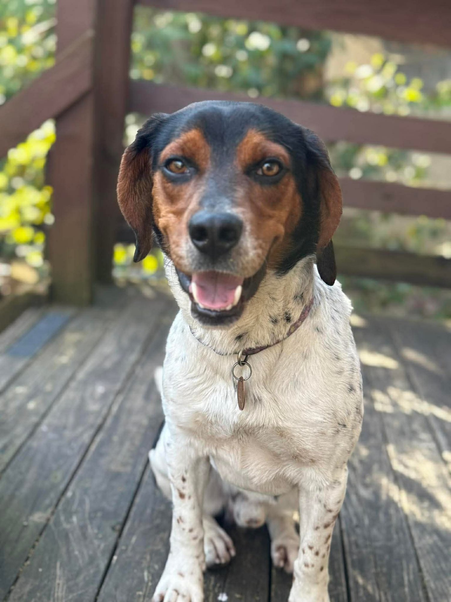 BAPTISTE - Beagle available for adoption