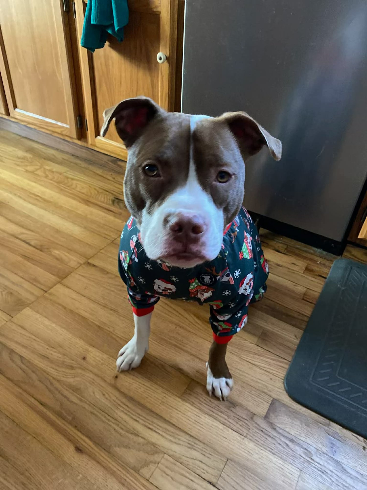 GIGI MICHELLE - American Pit Bull Terrier available for adoption