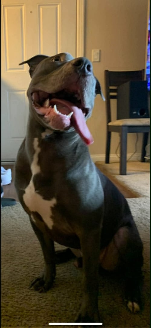 WINO - American Pit Bull Terrier available for adoption