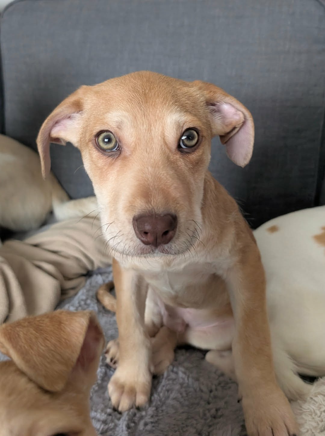 GRUBBY - Poodle (unknown type) / Terrier available for adoption