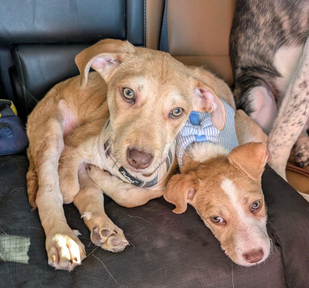 GRUBBY - Poodle (unknown type) / Terrier available for adoption