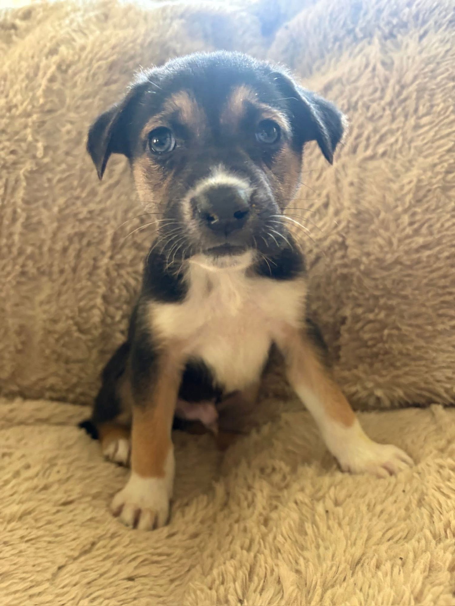 LENOX - Shepherd / Husky available for adoption
