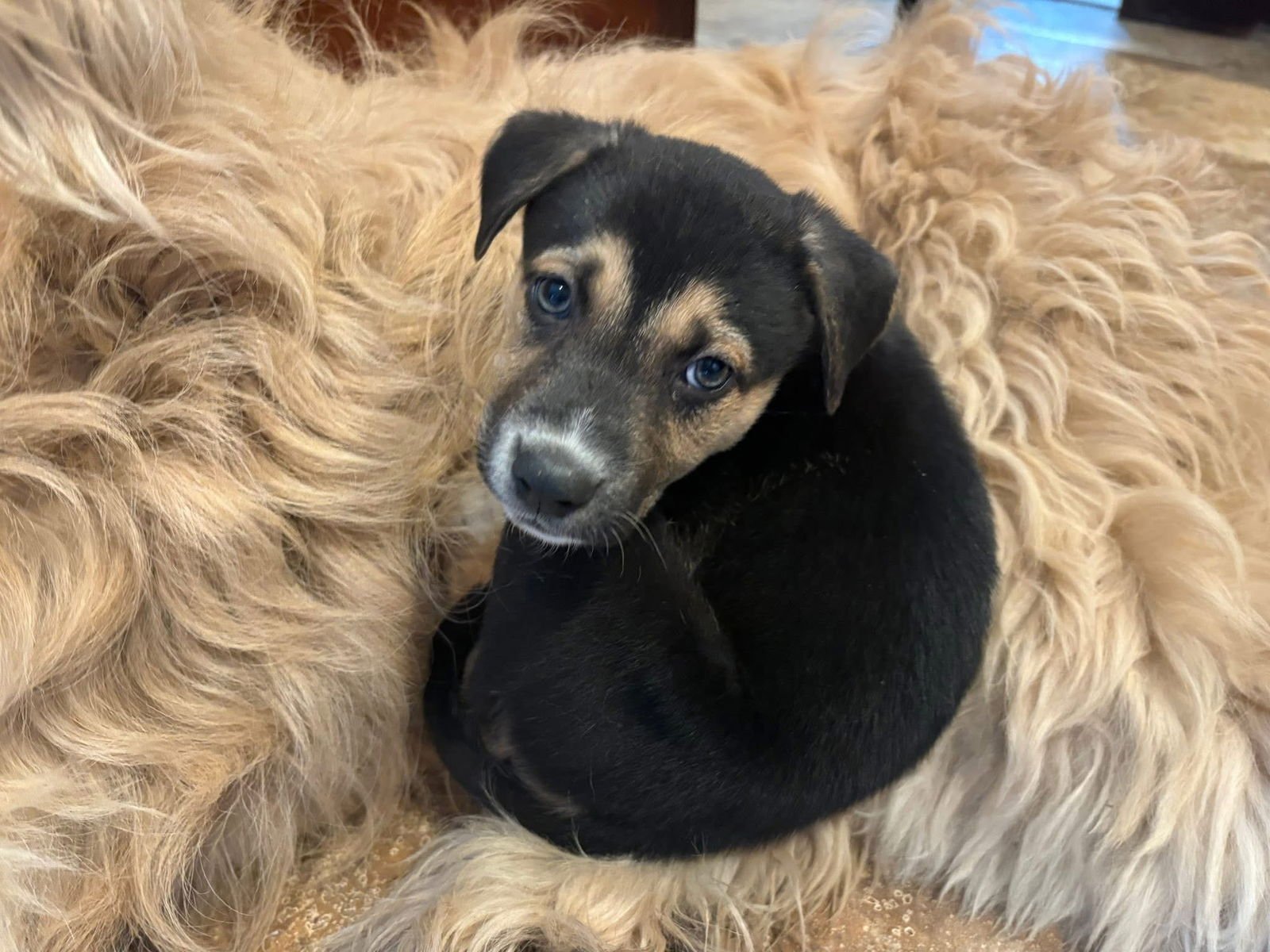 LENOX - Shepherd / Husky available for adoption