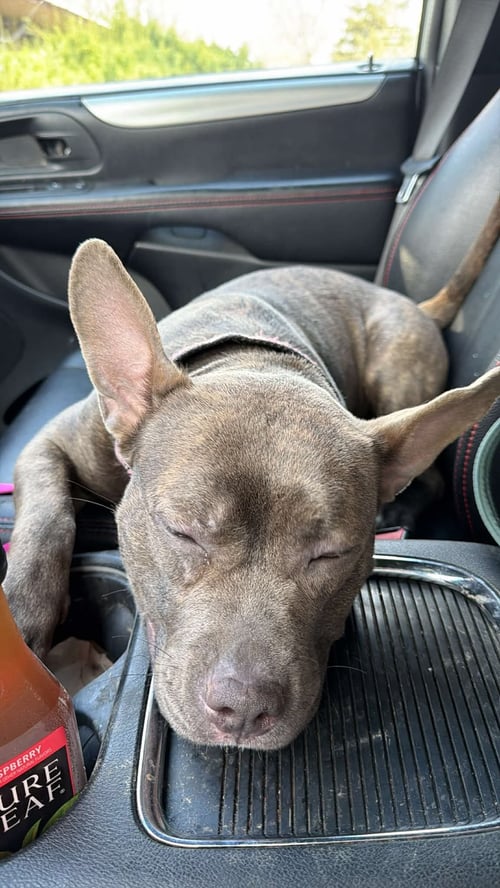 CHOO CHOO - American Pit Bull Terrier available for adoption