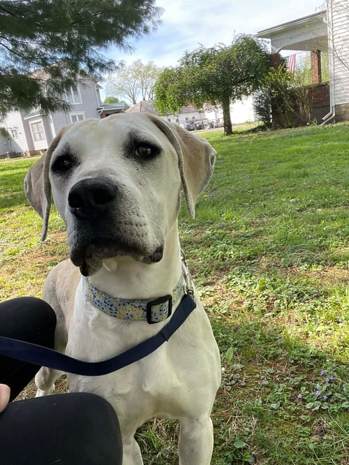 CREIGHTON - Labrador Retriever available for adoption