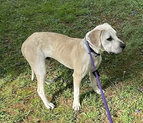 CREIGHTON - Labrador Retriever available for adoption
