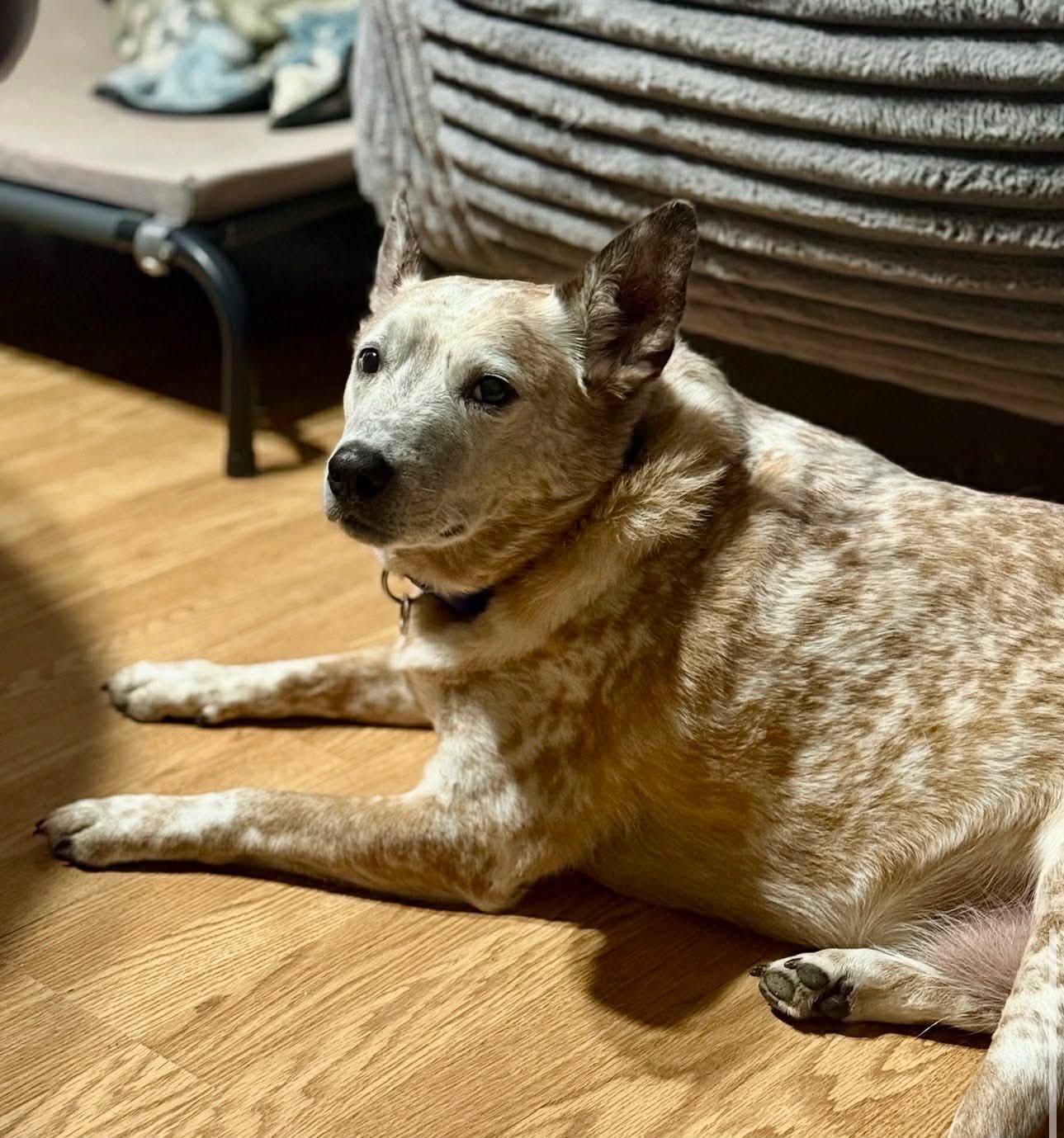 GUNNER - Cattle Dog available for adoption
