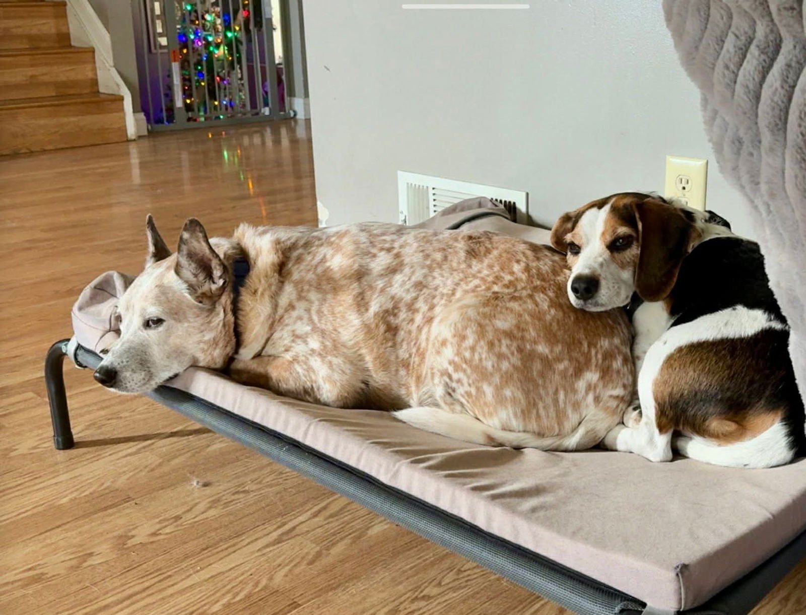 GUNNER - Cattle Dog available for adoption
