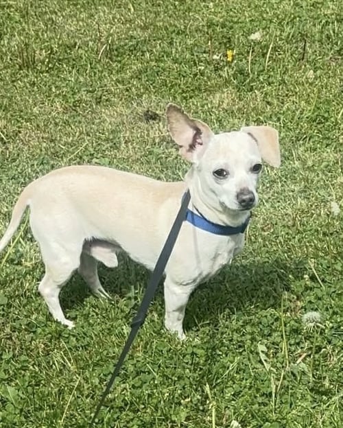 RADAR MAX - Chihuahua available for adoption