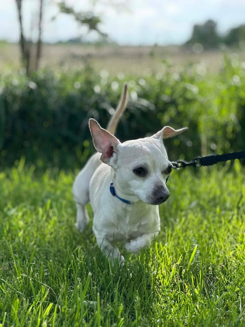 RADAR MAX - Chihuahua available for adoption
