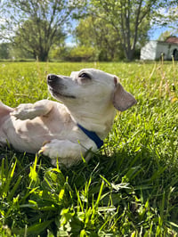 Radar Max - Photo 3
