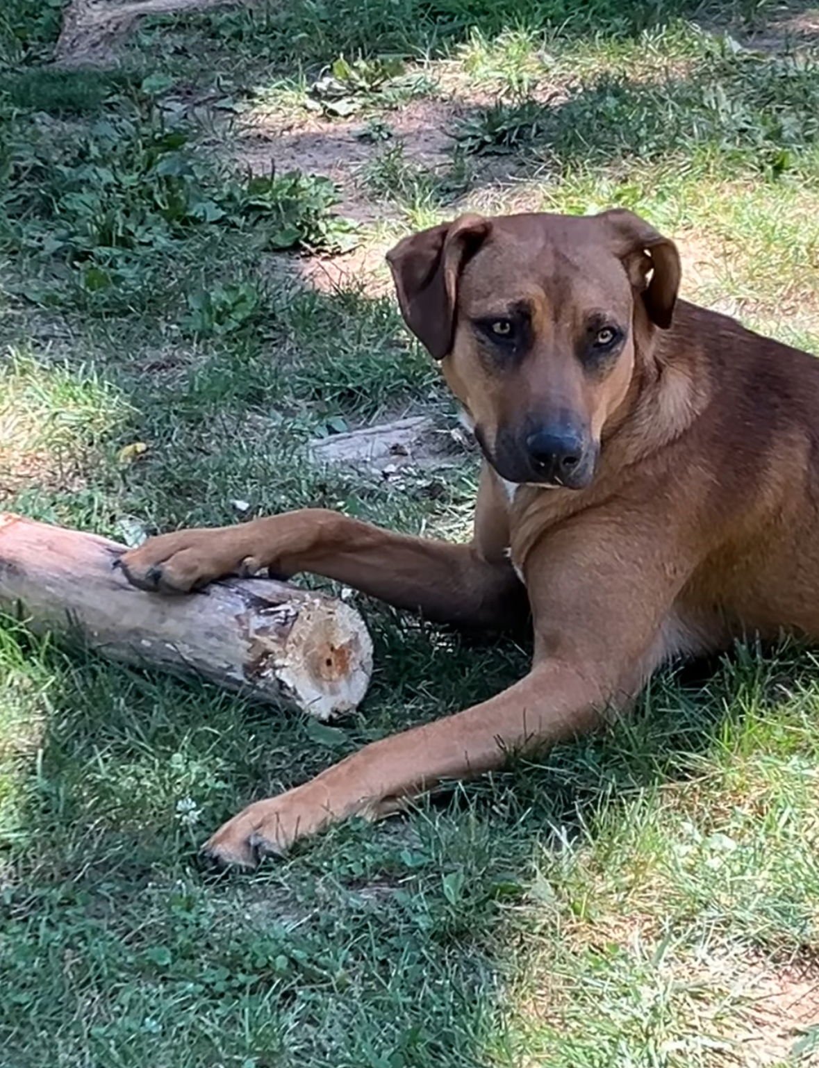 GREEN BEAN - Hound available for adoption