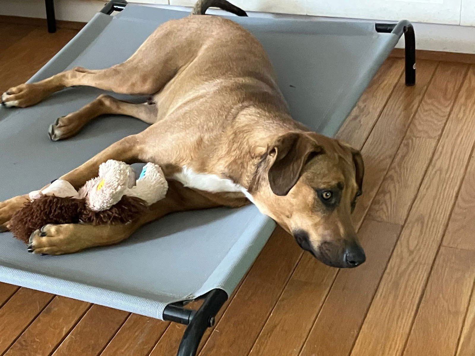 GREEN BEAN - Hound available for adoption