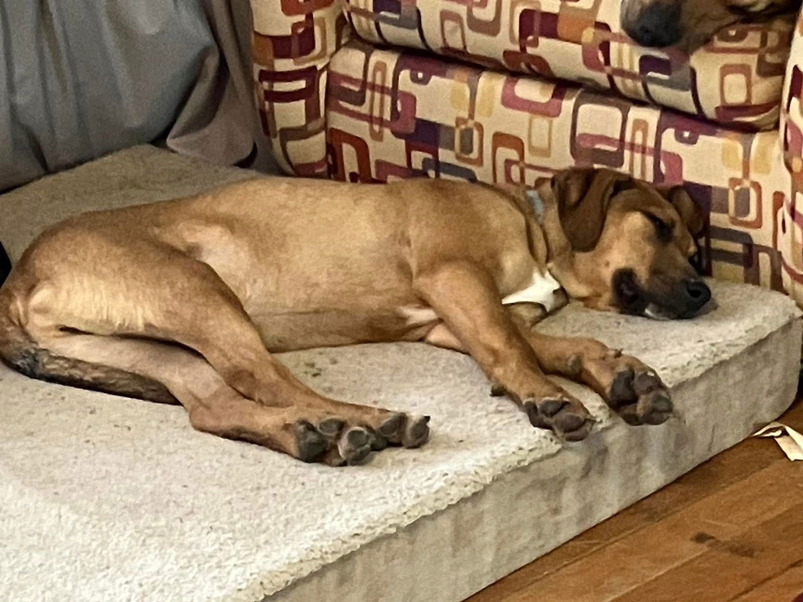 Green Bean - Photo 14